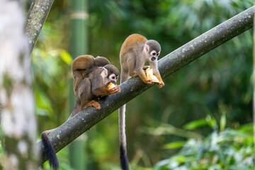 Ecuadorian squirrel monkey (Saimiri cassiquiarensis macrodon) mother eating a banana, with a baby on her back, at a jungle lodge in Archidona, in Napo province, Ecuador