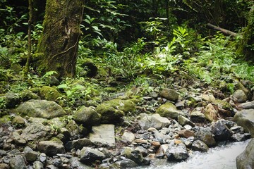Deep of Meratus Mountain in Borneo Rainforest, Tanah Bumbu, Indonesia