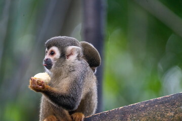 Close up of an Ecuadorian squirrel monkey (Saimiri cassiquiarensis macrodon) mother eating a banana with a baby on her back at a jungle lodge in Archidona, in Napo province, Ecuador
