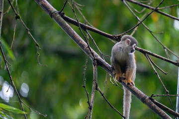 Ecuadorian squirrel monkey (Saimiri cassiquiarensis macrodon) in a tree at a jungle lodge in Archidona, in Napo province, Ecuador