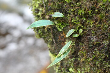 Deep of Meratus Mountain in Borneo Rainforest, Tanah Bumbu, Indonesia