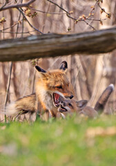 The mother fox and her baby, Canada