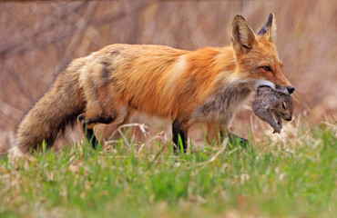 The mother fox walking with her prey, Canada
