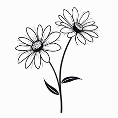 Elegant Black and White Daisy Flower Drawing Botanical Illustration