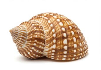 Fototapeta premium Seashell with brown spots isolated on white background