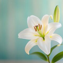Fototapeta premium elegant lily macro shot,