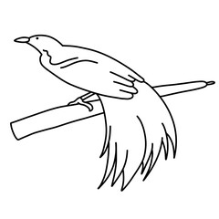 Coloring Line Art Bird of Paradise Indonesian Endemic Animal for Wildlife Conservation, Biodiversity Education, and Jungle Fauna Illustration