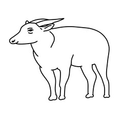 Coloring Line Art Anoa Indonesian Endemic Animal for Wildlife Conservation, Biodiversity Education, and Jungle Fauna Illustration