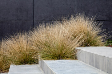 Concrete steps with tall ornamental grasses in modern outdoor landscape design