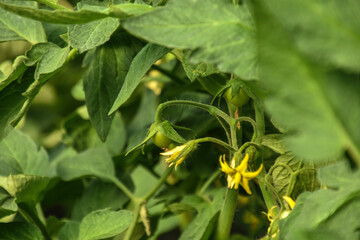 Green unripe tomatoes growing in greenhouse, Tomato plants in greenhouse Green tomatoes plantation. Green and unripe tomatoes hang on plant. Tomato cultivation, Green tomato plants in greenhouse