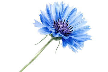 A vibrant blue cornflower with a purple center stands out against a dark background