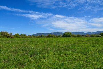 green grass field and bright blue sky, Green Land, Blue Sky, Summer Sunny Day Background, Wide View Of Lawn Hill and Blue Sky, green grass field with blue sky and white clouds in the gardening.	