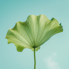 green leaf on blue sky background