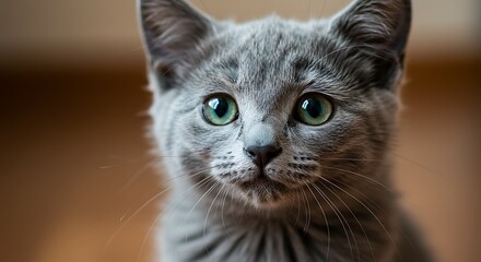 Silver Eyes Green Heart A Kitten's Silent Gaze Gray Shadow Soft Light Whispers Of A Feline Soul Curious Curiosity Emerald Glance The Grey Enigma Quiet Strength Feline Majesty AI Generated