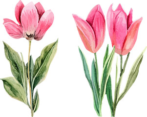 pink tulips isolated on white