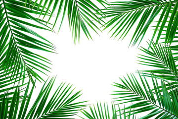 Fototapeta premium palm leaves frame, Palm leaves leaf frame border design isolated on white background. Palm branches summer design element. Tropical green plant.