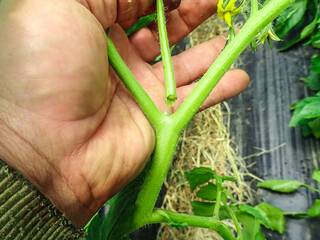 Prune the water shoots that grow between the stems and twigs of the tomato plant, man takes care of...