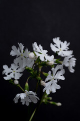 Close up of Japanese Primula Late Snow