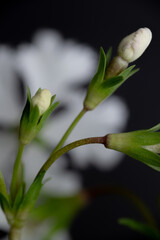 Close up of Japanese Primula Late Snow