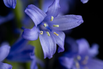 Close up of Delicate Spanish Bluebell Flowers