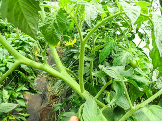 Prune the water shoots that grow between the stems and twigs of the tomato plant, man takes care of...