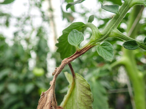 Manifestations of late blight on tomato leaves. Fungal disease of tomatoes., Tomato leaf rot, late blight (Phytophthora infestans) oomycete or water mold, a fungus-like microorganism that causes.