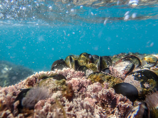 Mussels in their natural habitat, mussels on rocks undersea, group of common mussels together...