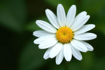 Fototapeta premium Close-up of a solitary daisy, vibrant yellow center, crisp white petals, image, center, image