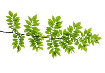 Fototapeta premium Branch with vibrant green leaves against a bright white background in a natural setting outdoors