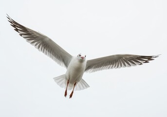 Obraz premium A seagull soars through the sky with its wings spread wide against a bright white background above feet down