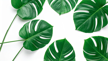 Obraz premium More beautiful exotic tropical leaves