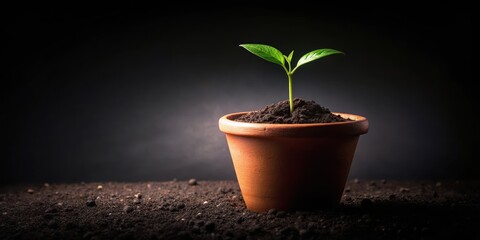 Seedling emerging from darkness in a pot, botany, growth,  botany, growth, organic, greenery, photosynthesis, soil