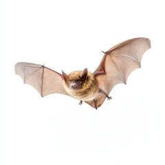 Obraz premium Flying brown bat on white background