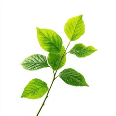 Fototapeta premium Green leafy branch with vibrant leaves