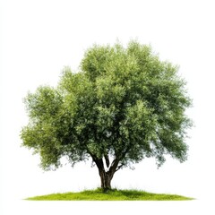 Fototapeta premium Green tree on grass, full view, isolated on a white background.