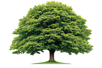Realistic tree with lush green leaves stands tall, showcasing its vibrant foliage and sturdy trunk, symbolizing nature beauty and resilience