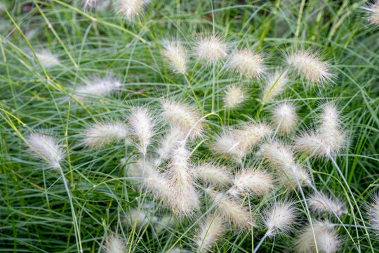 Cenchrus longisetus, previously Pennisetum villosum, is a species of flowering plant in the family Poaceae, known by the common name feathertop grass or just feathertop. It is native to northeastern