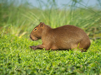Capibara
