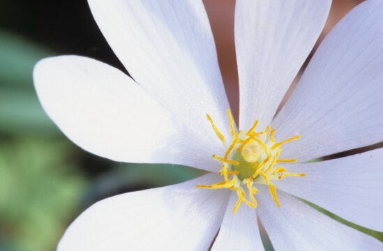 close up of a white bloodroot wildflower