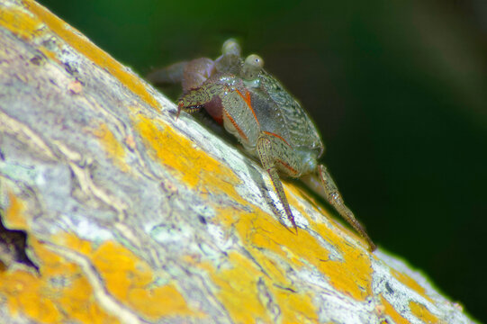 mangrove tree crab