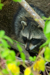 raccoon in a palm tree