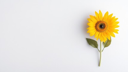 Obraz premium Single sunflower on white background