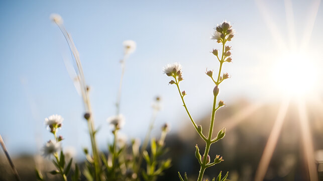 Backlit shot of alpine wild  flower Artemisia Genipi Weber (Artemisia Spicata) . This plant is the basis of the tonic liquor Genepi. Photo taken at an altitude of 2800 meters.
