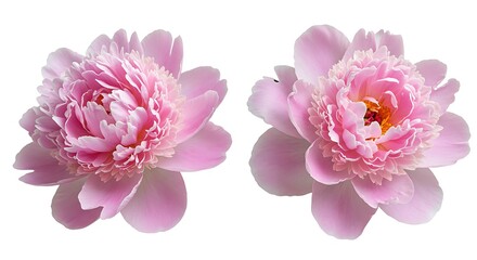 Fototapeta premium Pink Perfection A Delicate Duet AI Generated