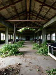 Fototapeta premium Indoor view of an old abandoned overgrown concrete cowshed of a devastated soviet collective farm