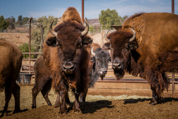 American Bison, Buffalo, herd, animal pen, ranch
