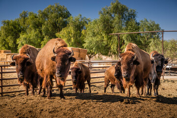 American Bison, Buffalo, herd, animal pen, ranch