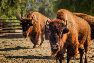 American Bison, Buffalo, herd, animal pen, ranch