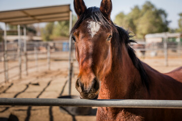 Fototapeta premium brown horse portrait