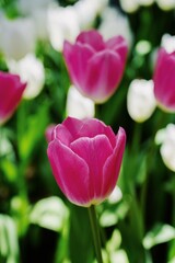 Pink tulip flower blossom botanical garden beautiful petal floral green park. Pink blooming amazing landscape spring gardening. Colourful tulips sunny blossom bloom plant flower field.